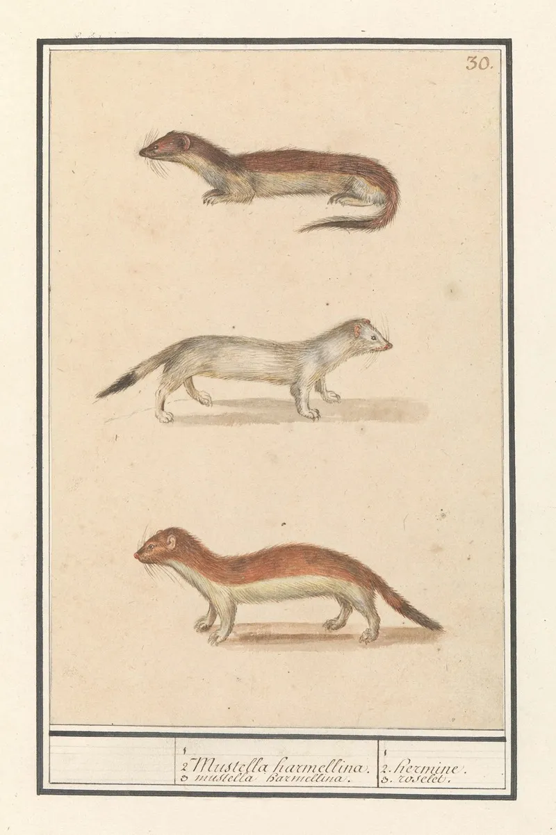 Hermelijn Mustela Erminea 1 2 Mustella Harmellina 3 Mustella Harmellina 1 2 Hermine 3 Roselet Wall Art by Anselmus Boëtius de Boodt - High-Resolution Digital Print