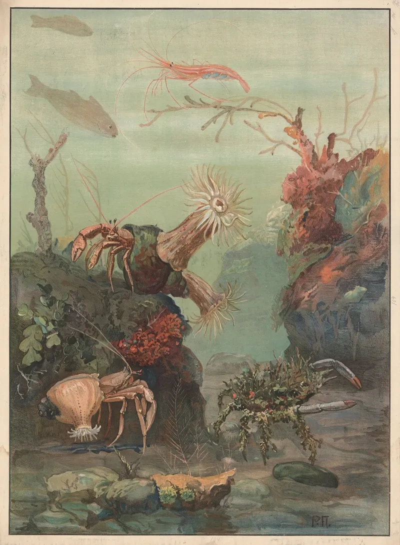 Hermit Crabs Crabs Etc Wall Art by Paul Flanderky - High-Resolution Digital Print