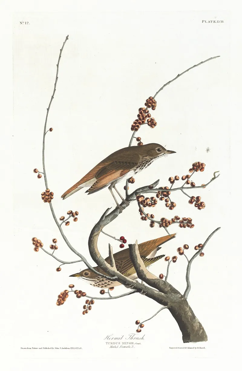 Hermit Thrush Wall Art by John James Audubon - High-Resolution Digital Print