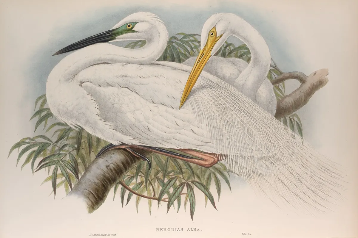 Herodias Alba Great White Egret Or White Heron Wall Art by John Gould - High-Resolution Digital Print