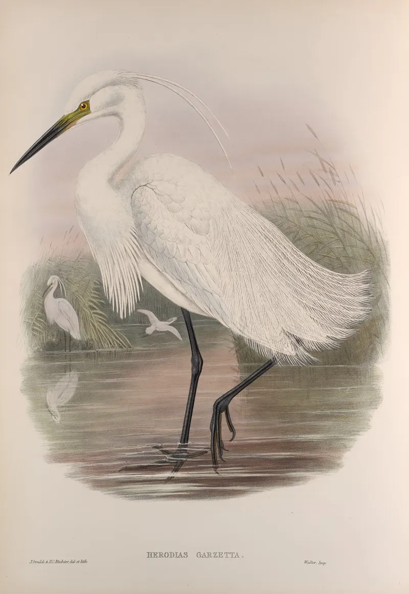 Herodias Garzetta Little Egret Wall Art by John Gould - High-Resolution Digital Print