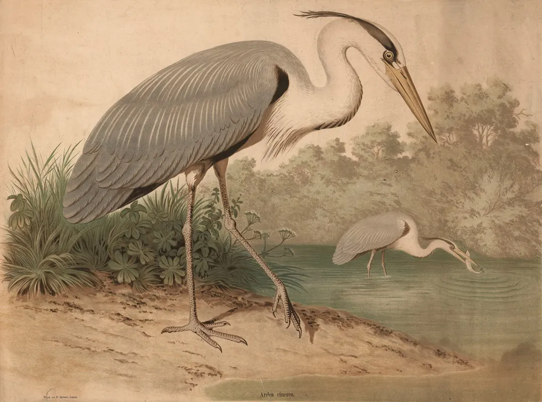 Heron Ardea Cinerea Wall Art by H. Springer - High-Resolution Digital Print