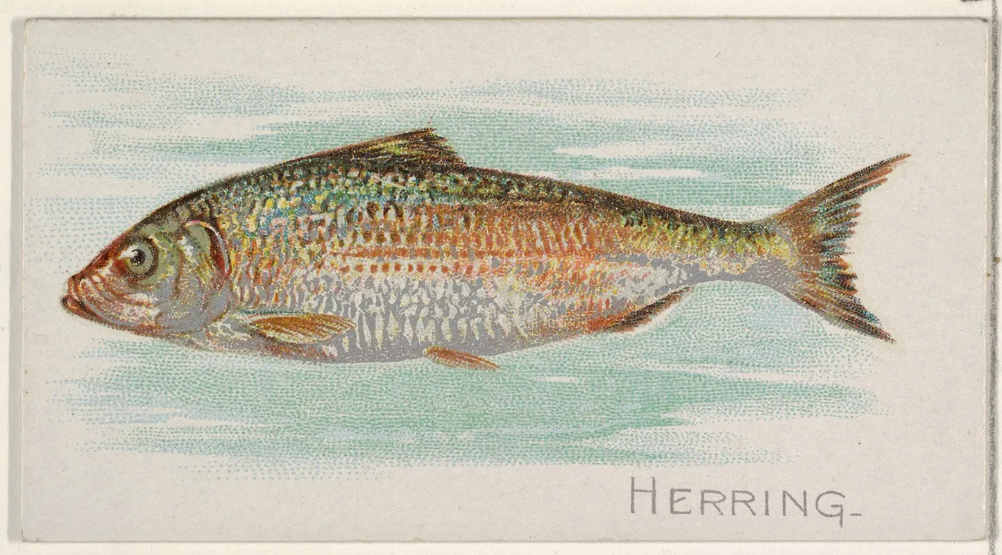 Herring Wall Art by Allen &amp; Ginter - High-Resolution Digital Print