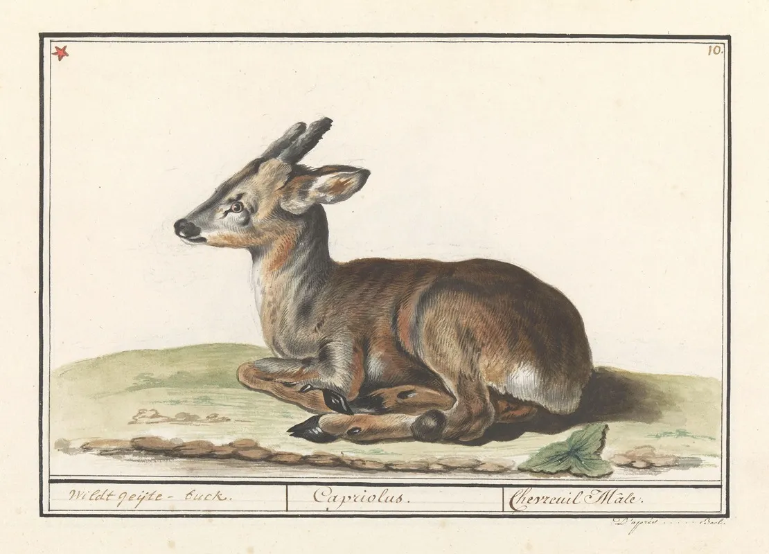 Hert Cervidae Wildt Geijte Buck Capriolus Chevreuil Male Wall Art by Anselmus Boëtius de Boodt - High-Resolution Digital Print