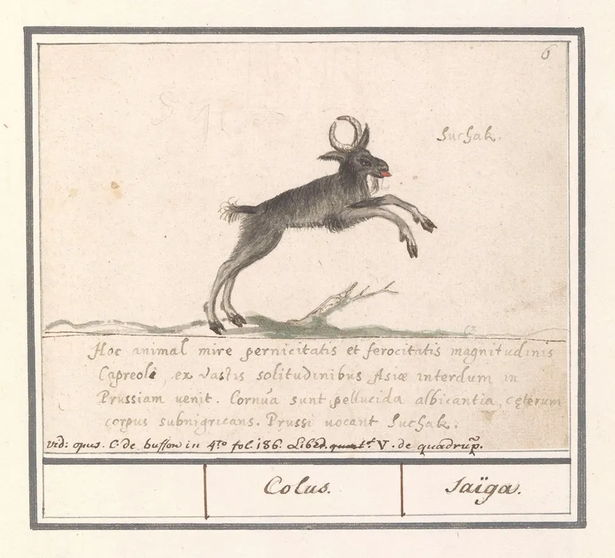Hertachtige Mogelijk Een Bosgeitantilope Nemorhaedini Wall Art by Anselmus Boëtius de Boodt - High-Resolution Digital Print