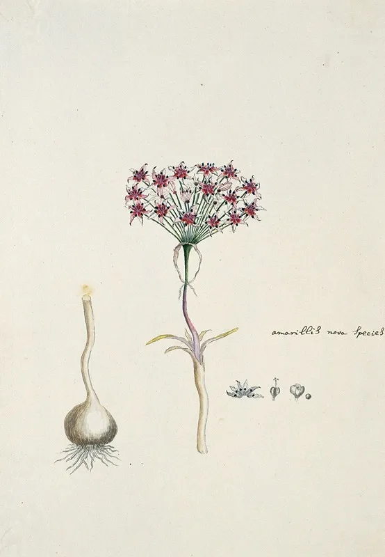 Hessea Cinnamomea Lherit Durand Schinz Umbrella Lily Wall Art by Robert Jacob Gordon - High-Resolution Digital Print