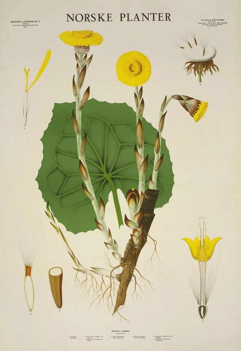 Hestehov Leirfivel Wall Art by Parmanns Læremiddel-anstalt - High-Resolution Digital Print
