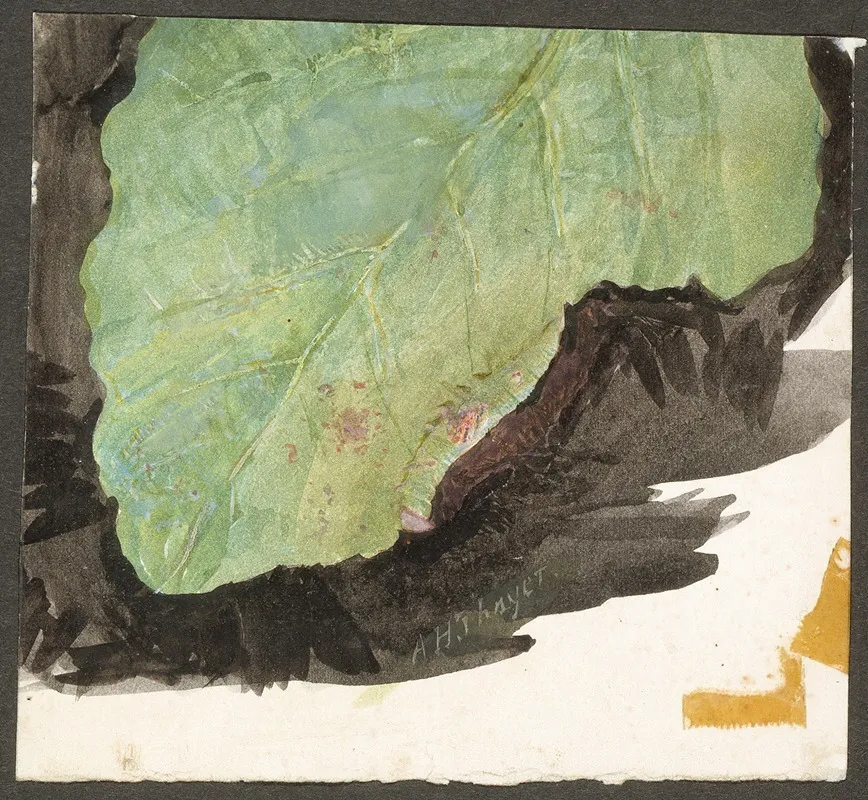 Heterocampa Biundata Walker Study For Book Concealing Coloration In The Animal Kingdom