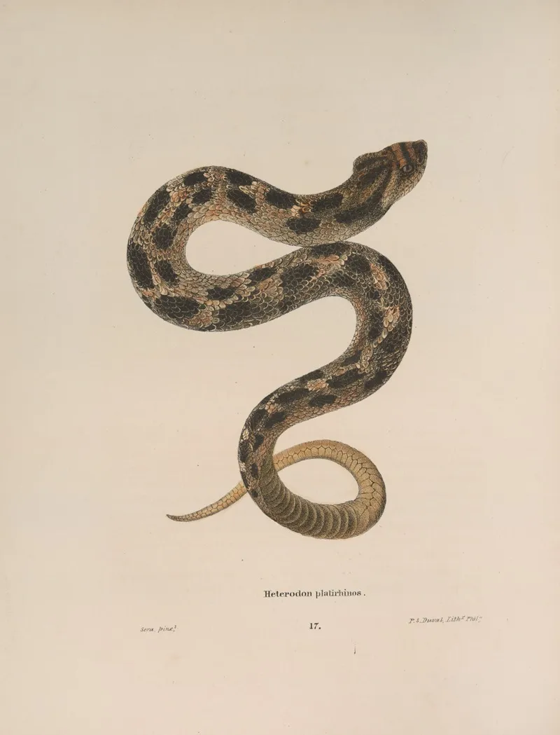 Heterodon Platirhinos 2 Wall Art by John Edwards Holbrook - High-Resolution Digital Print