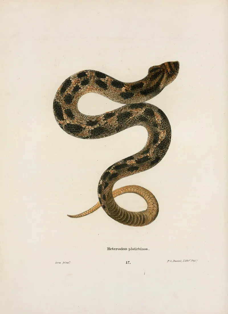 Heterodon Platirhinos Wall Art by John Edwards Holbrook - High-Resolution Digital Print
