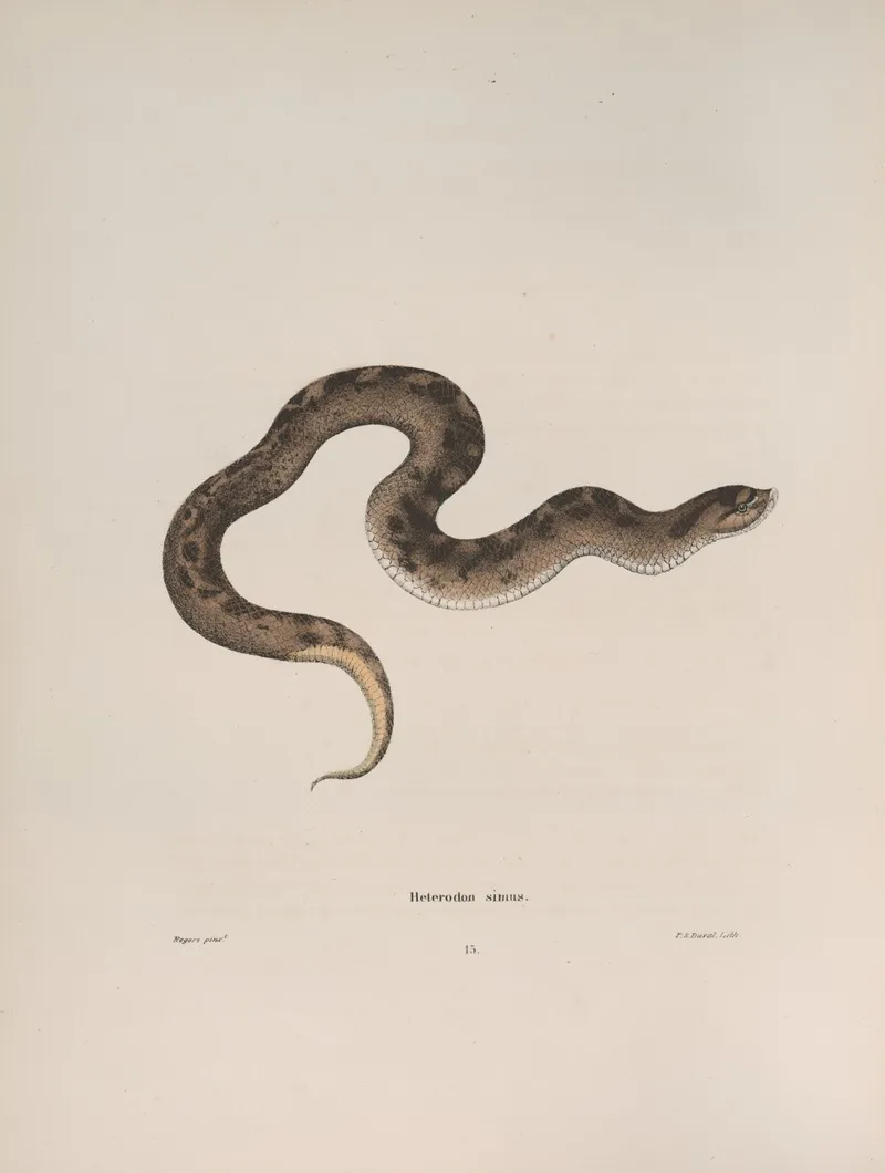 Heterodon Simus Wall Art by John Edwards Holbrook - High-Resolution Digital Print