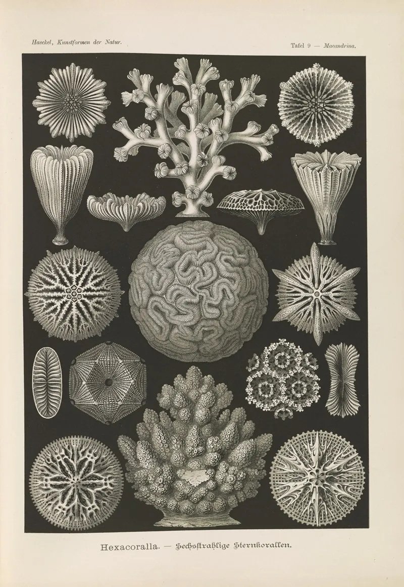 Hexacoralla Sechsstrahlige Sternkorallen 2 Wall Art by Ernst Haeckel - High-Resolution Digital Print