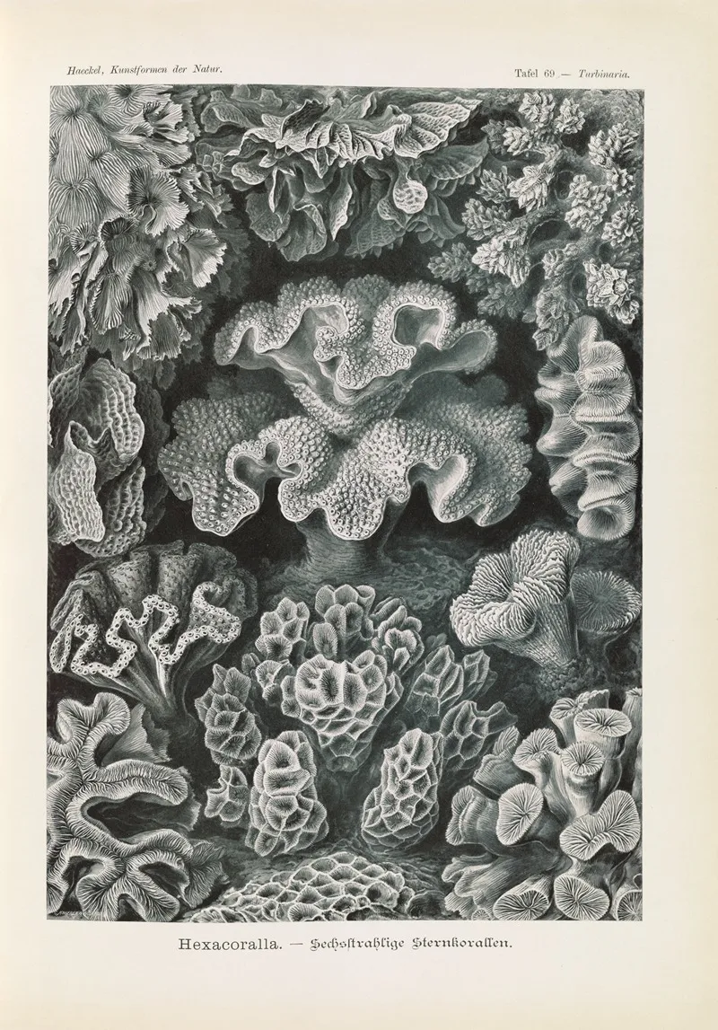 Hexacoralla Sechsstrahlige Sternkorallen Wall Art by Ernst Haeckel - High-Resolution Digital Print