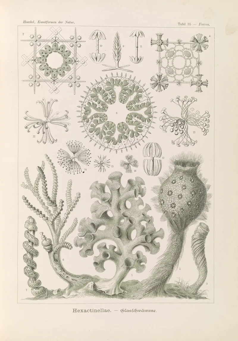 Hexactinellae Glasschwamme Wall Art by Ernst Haeckel - High-Resolution Digital Print