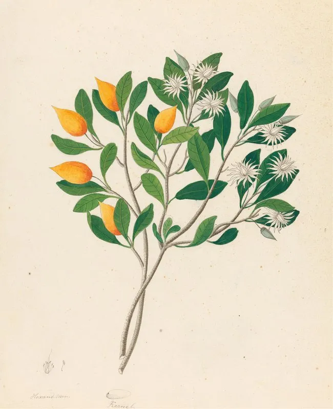 Hexand Mono Mimusops Obovata Wall Art by Clemenz Heinrich Wehdemann - High-Resolution Digital Print