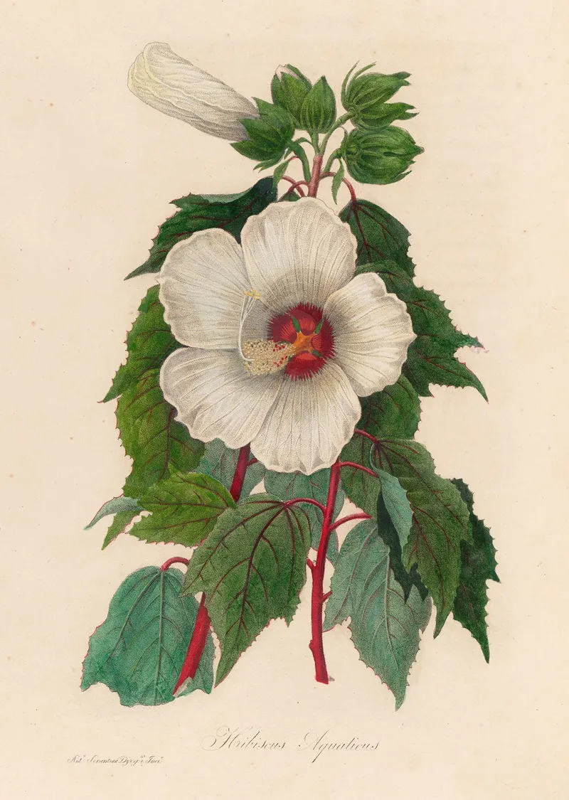 Hibiscus Aquaticus Wall Art by Gaetano Savi - High-Resolution Digital Print