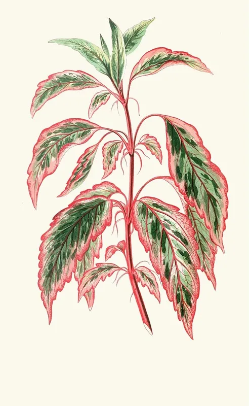 Hibiscus Cooperi Wall Art by Edward Joseph Lowe - High-Resolution Digital Print