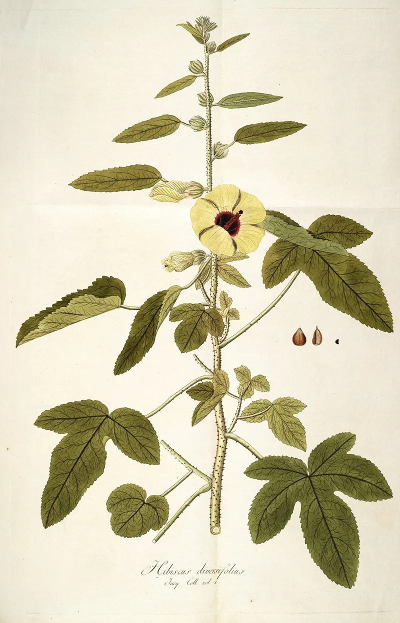 Hibiscus Diversifolius Wall Art by Nikolaus Joseph Freiherr von Jacquin - High-Resolution Digital Print