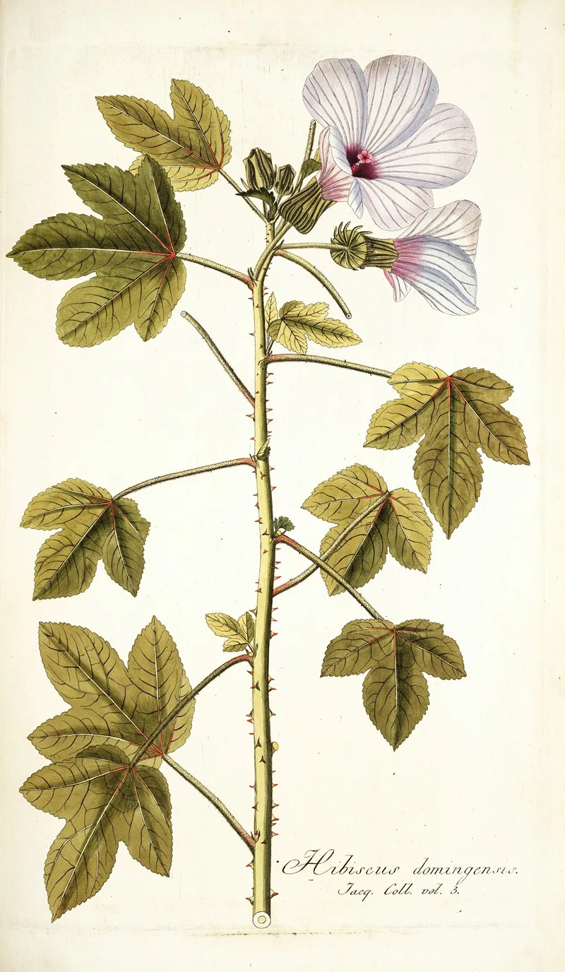 Hibiscus Domingensis Wall Art by Nikolaus Joseph Freiherr von Jacquin - High-Resolution Digital Print