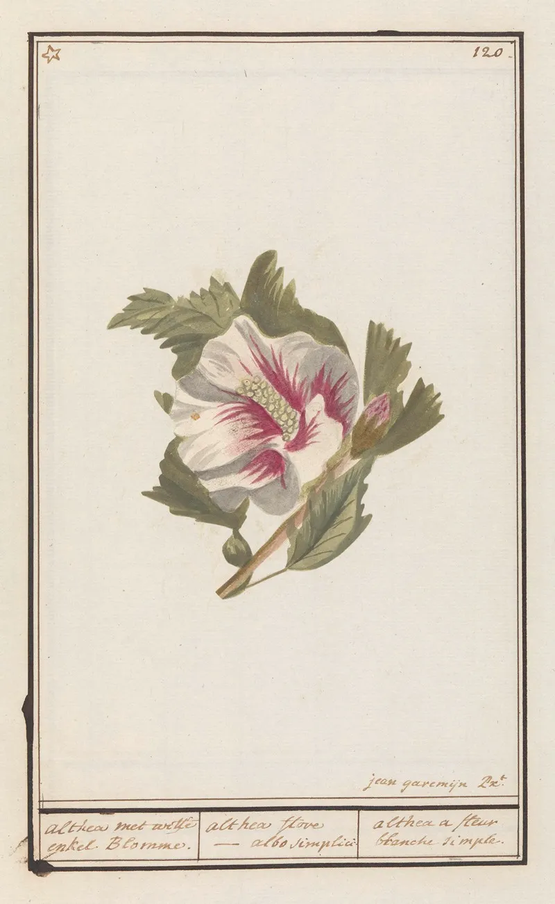 Hibiscus Hibiscus Syriacus 2 Wall Art by Anselmus Boëtius de Boodt - High-Resolution Digital Print