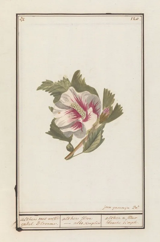 Hibiscus Hibiscus Syriacus Wall Art by Jan Anton Garemyn - High-Resolution Digital Print