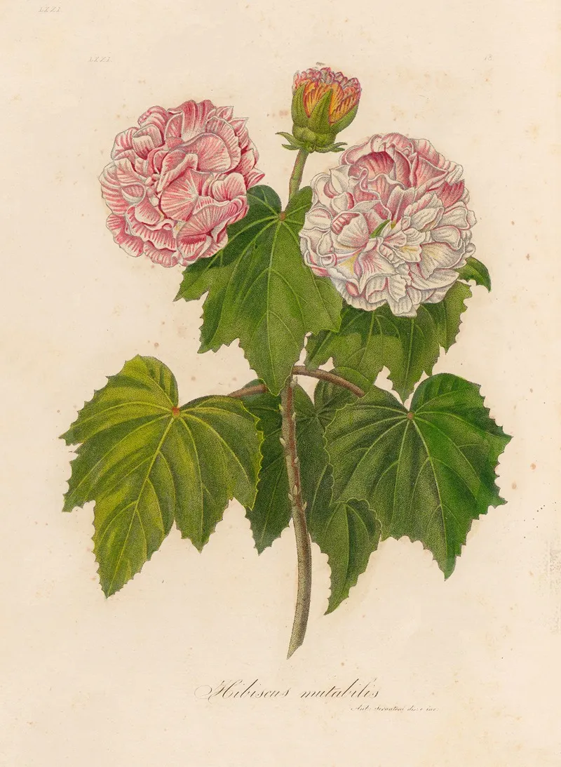 Hibiscus Mutabilis Wall Art by Gaetano Savi - High-Resolution Digital Print