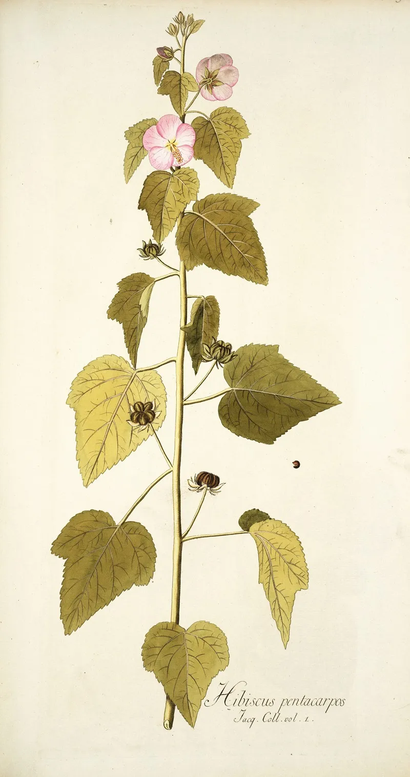 Hibiscus Pentacarpos Wall Art by Nikolaus Joseph Freiherr von Jacquin - High-Resolution Digital Print