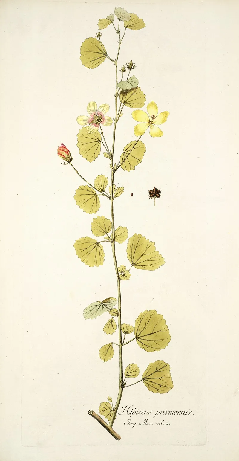 Hibiscus Praemorsus Wall Art by Nikolaus Joseph Freiherr von Jacquin - High-Resolution Digital Print