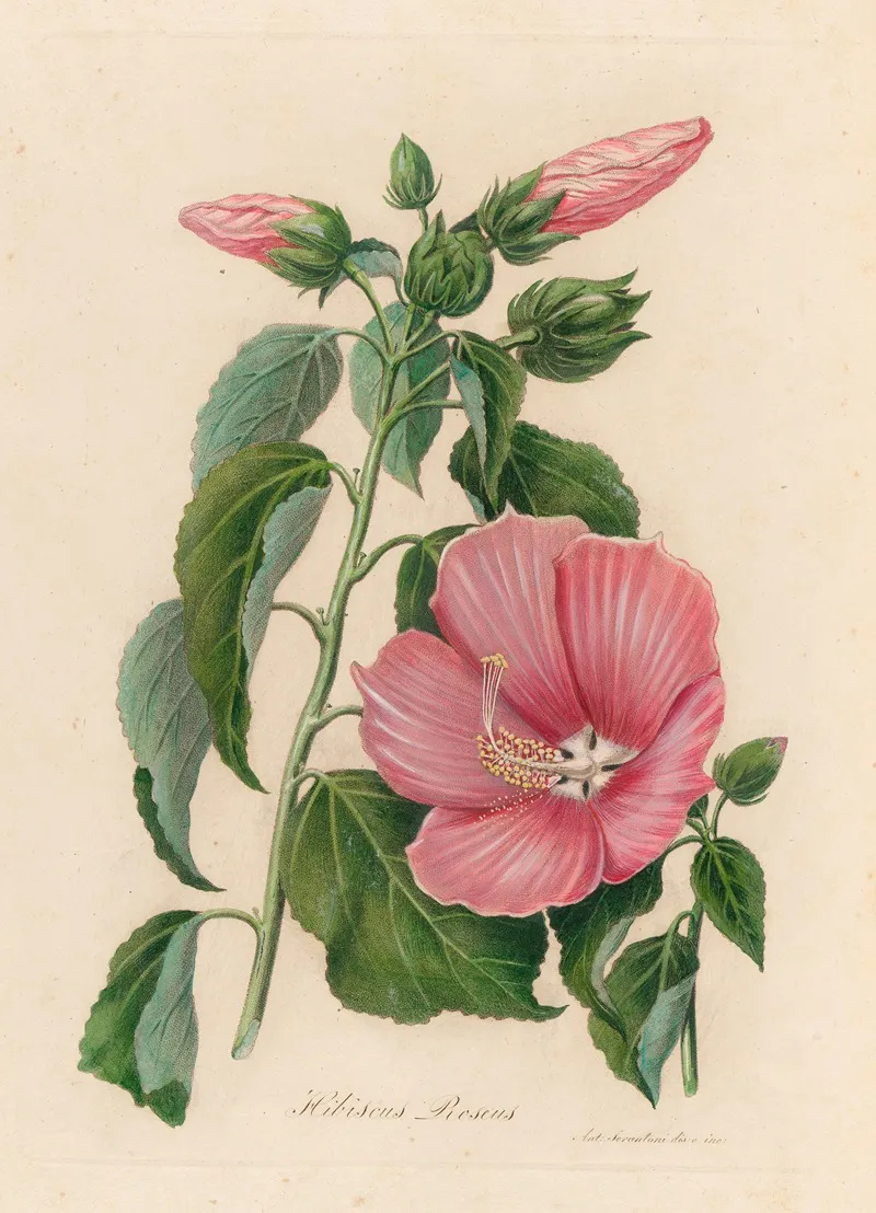 Hibiscus Roseus 2 Wall Art by Gaetano Savi - High-Resolution Digital Print