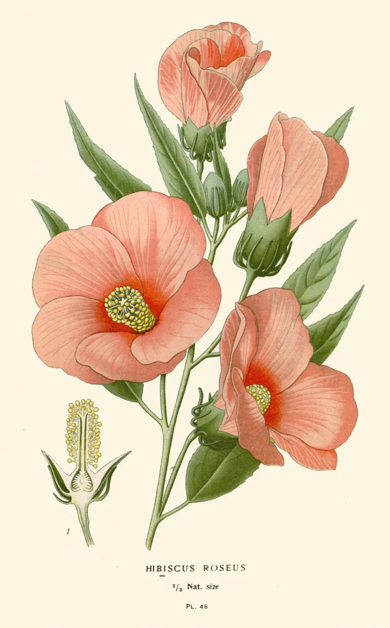 Hibiscus Roseus Wall Art by Edward Step - High-Resolution Digital Print