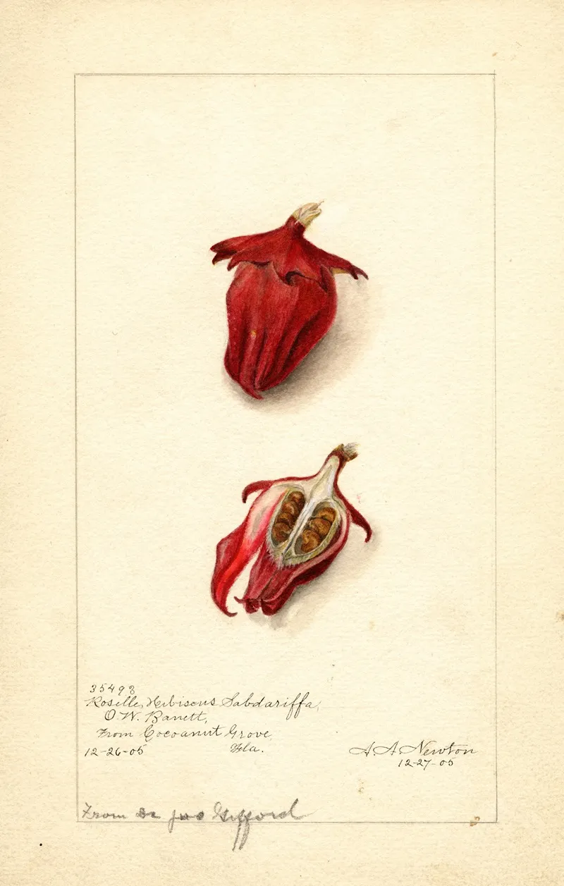 Hibiscus Sabdariffa Roselle Wall Art by Amanda Almira Newton - High-Resolution Digital Print