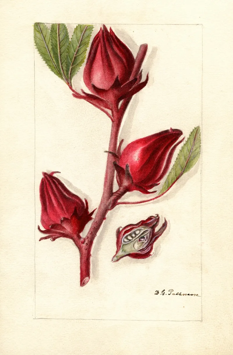 Hibiscus Sabdariffa Victor Wall Art by Deborah Griscom Passmore - High-Resolution Digital Print