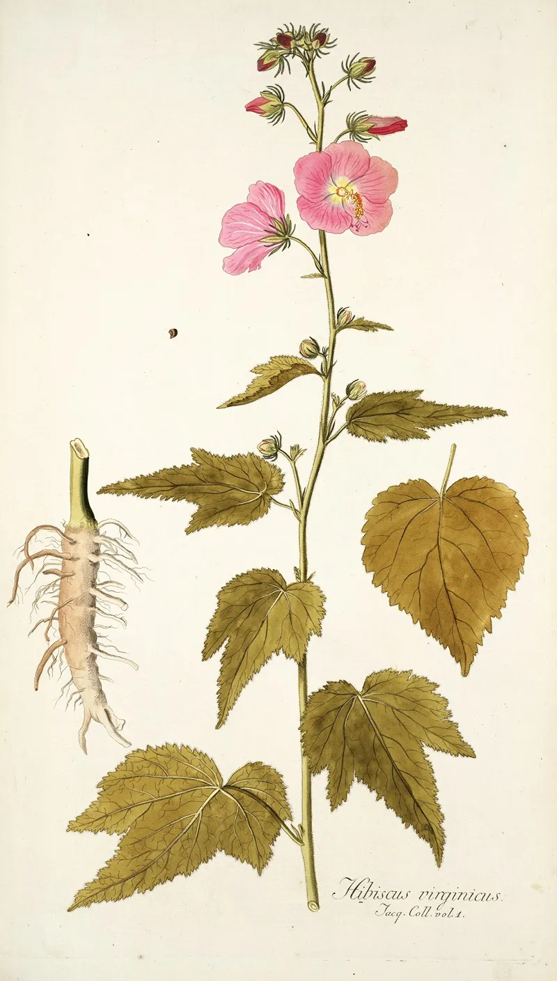 Hibiscus Virginicus Wall Art by Nikolaus Joseph Freiherr von Jacquin - High-Resolution Digital Print