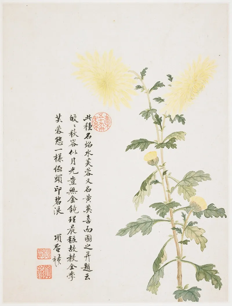 Hibiscus