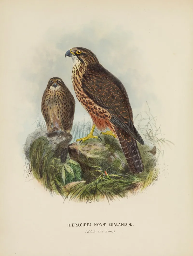 Hieracidea Novae Zealandiae Adult And Young Wall Art by John Gerrard Keulemans - High-Resolution Digital Print