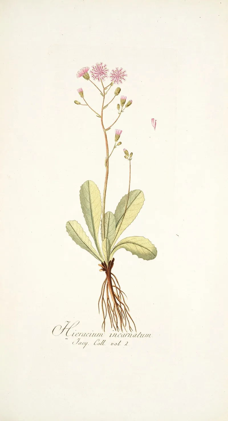 Hieracium Incarnatum Wall Art by Nikolaus Joseph Freiherr von Jacquin - High-Resolution Digital Print
