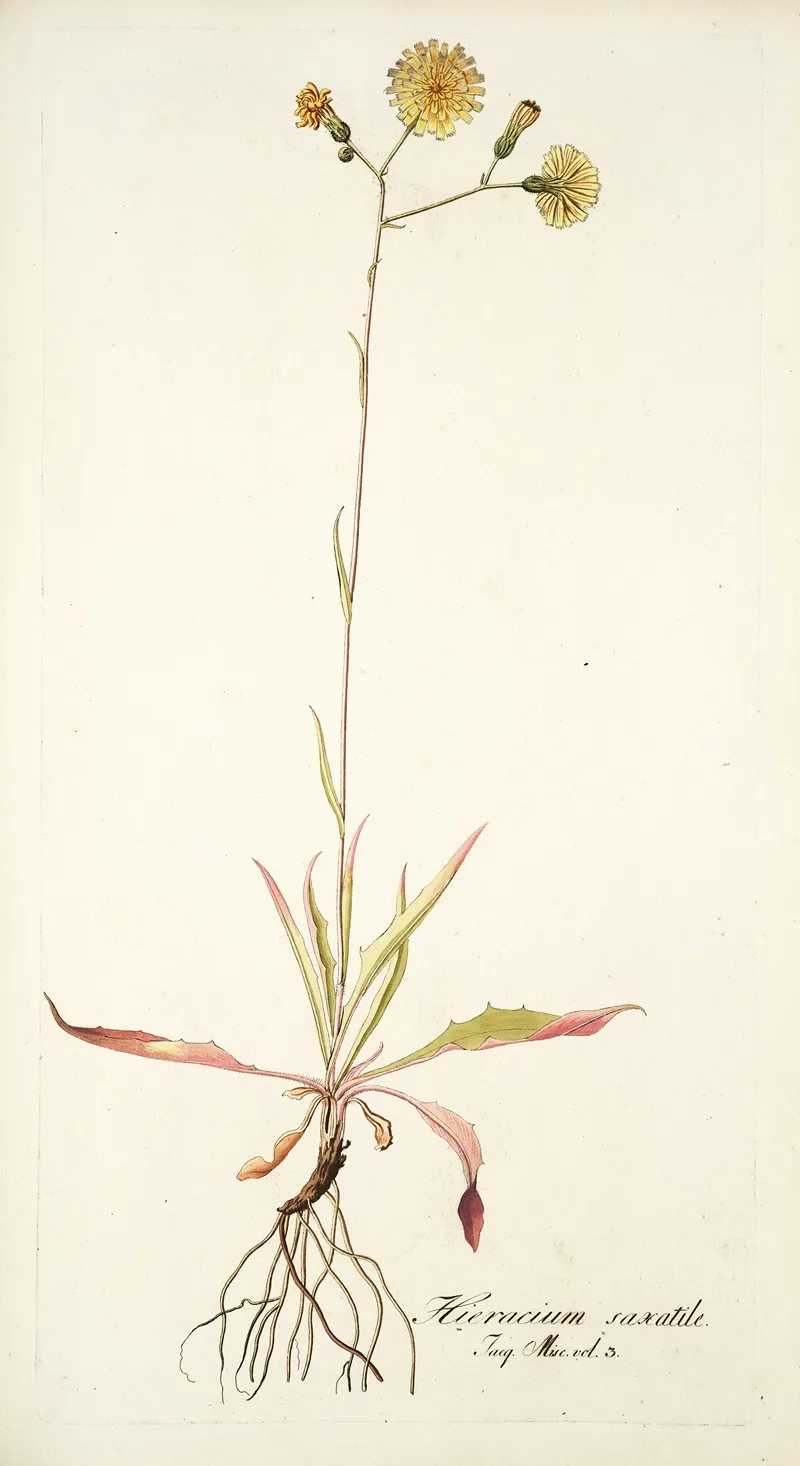 Hieracium Saxatile Wall Art by Nikolaus Joseph Freiherr von Jacquin - High-Resolution Digital Print