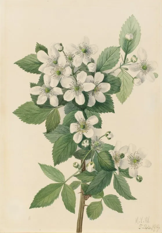 Highbush Blackberry Rubus Argutus 2