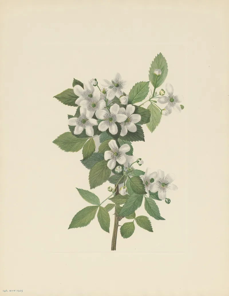 Highbush Blackberry Rubus Argutus 3