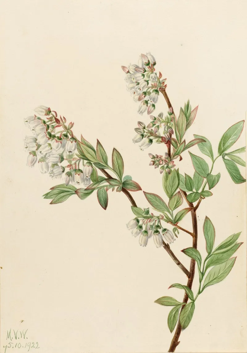 Highbush Blueberry Vaccinium Corymbosum 2
