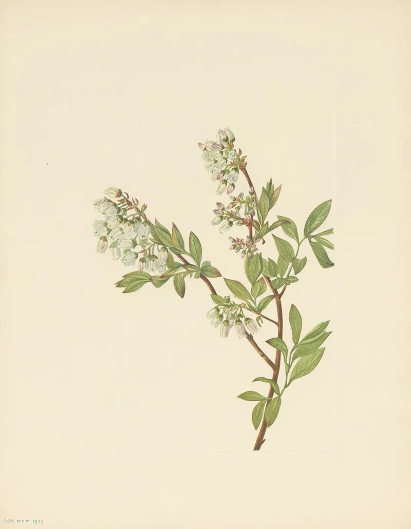 Highbush Blueberry Vaccinium Corymbosum 3