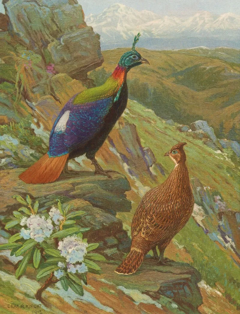 Himalayan Impeyan Pheasant Wall Art by Charles Robert Knight - High-Resolution Digital Print