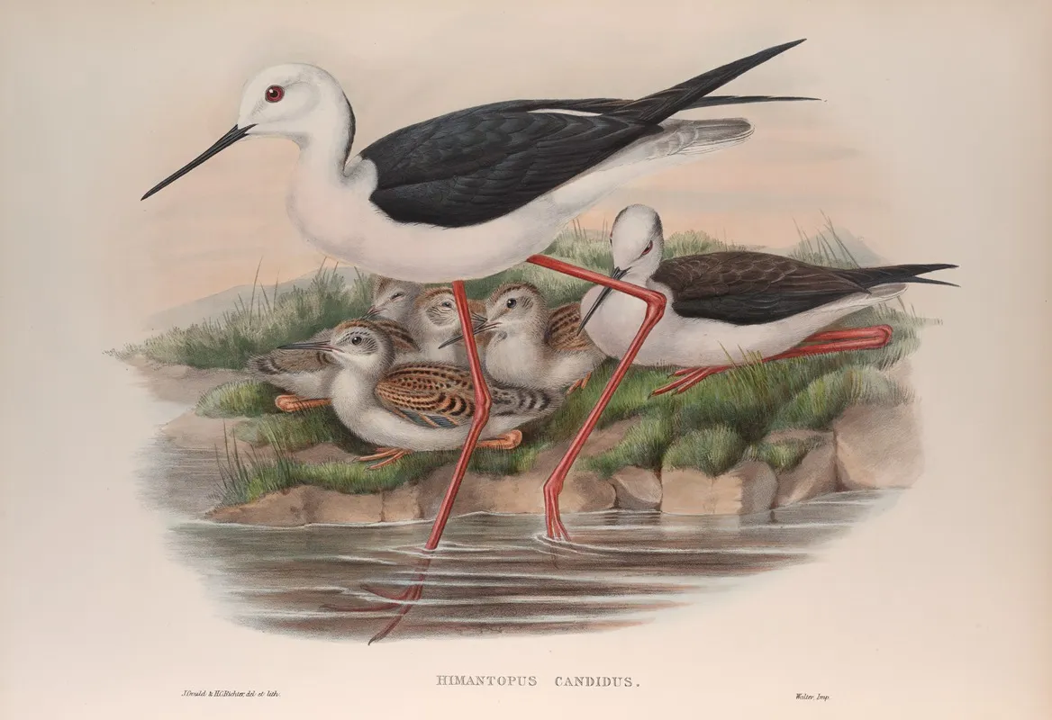 Himantopus Candidus Wall Art by John Gould - High-Resolution Digital Print