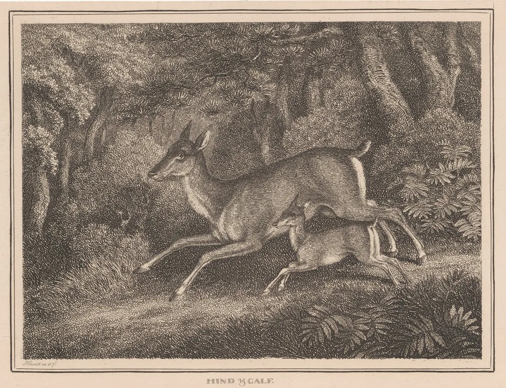 Hind And Calf