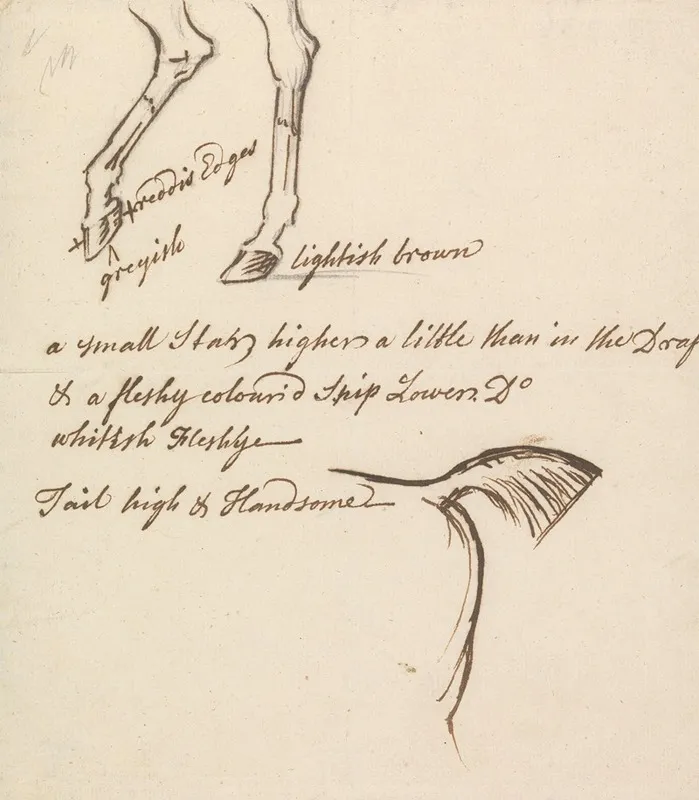 Hind Legs And Tail Of A Horse