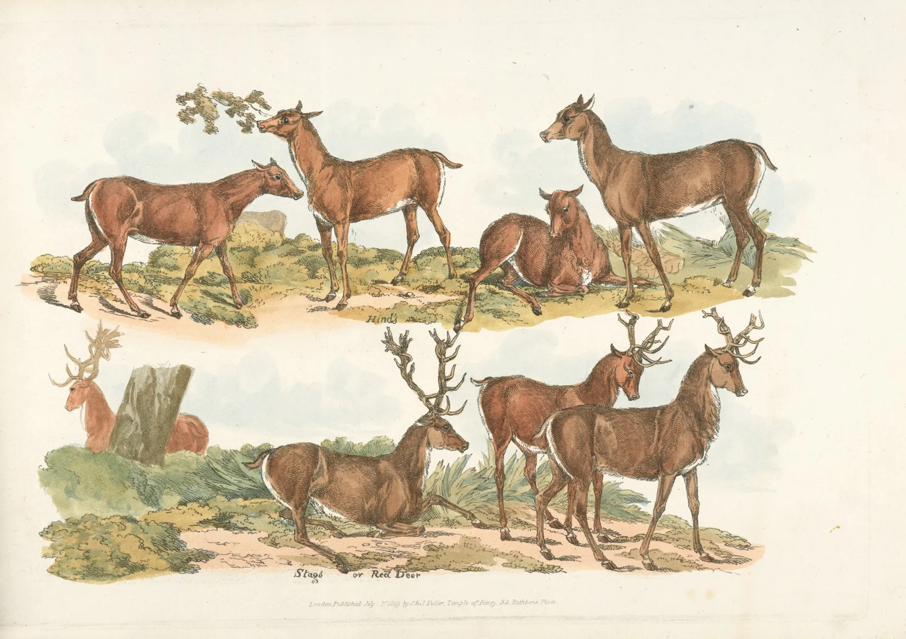 Hinds Stags Or Red Deer