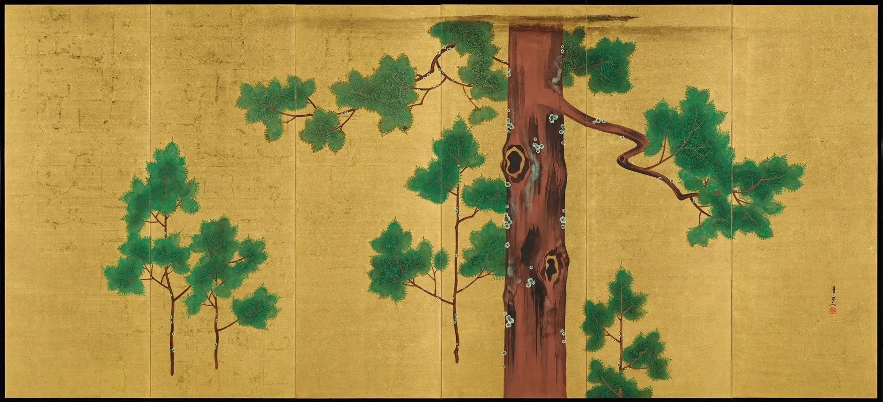 Hinoki Cypress Tree