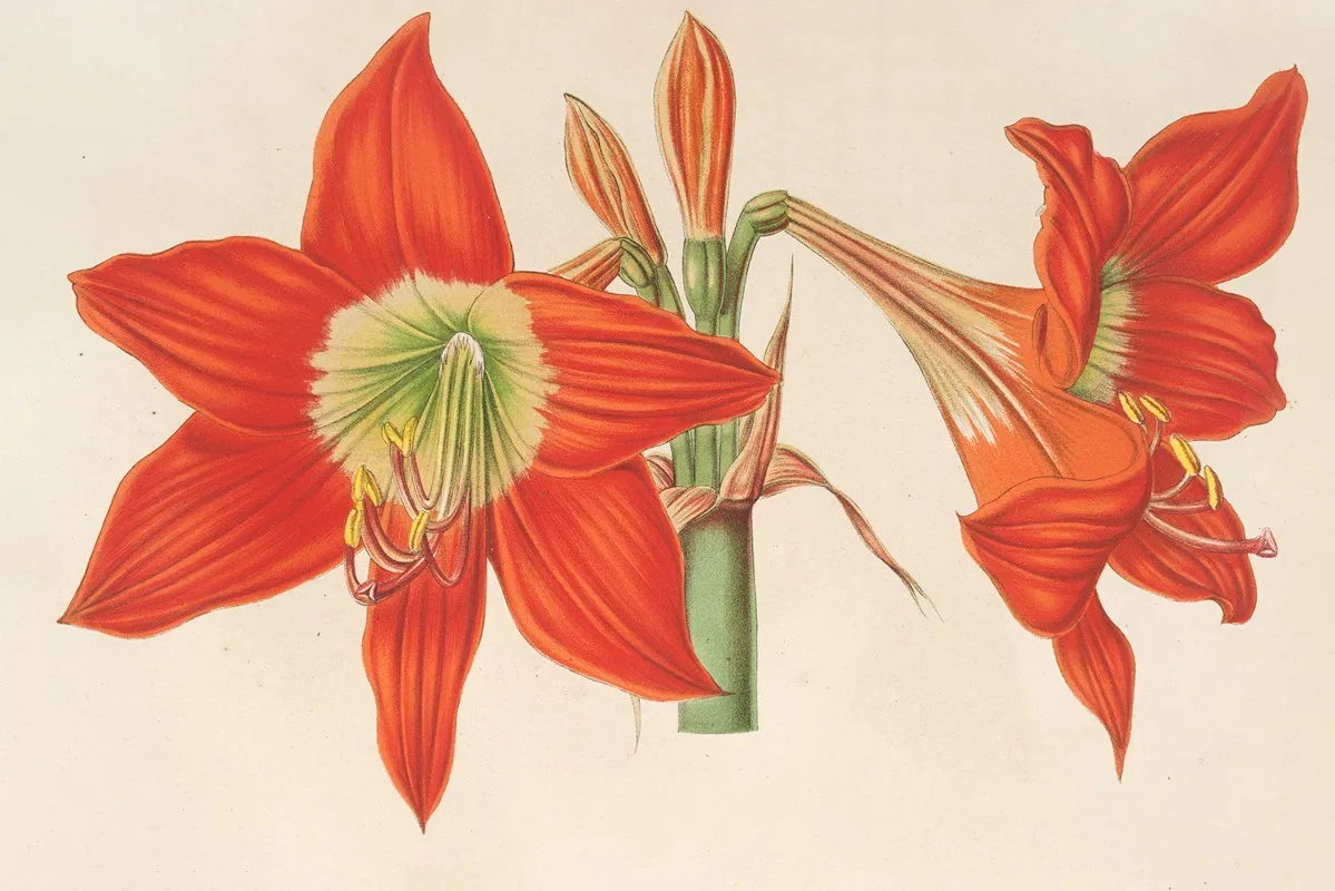 Hippeastrum Amaryllis Pyrrochroum Wall Art by Charles Antoine Lemaire - High-Resolution Digital Print