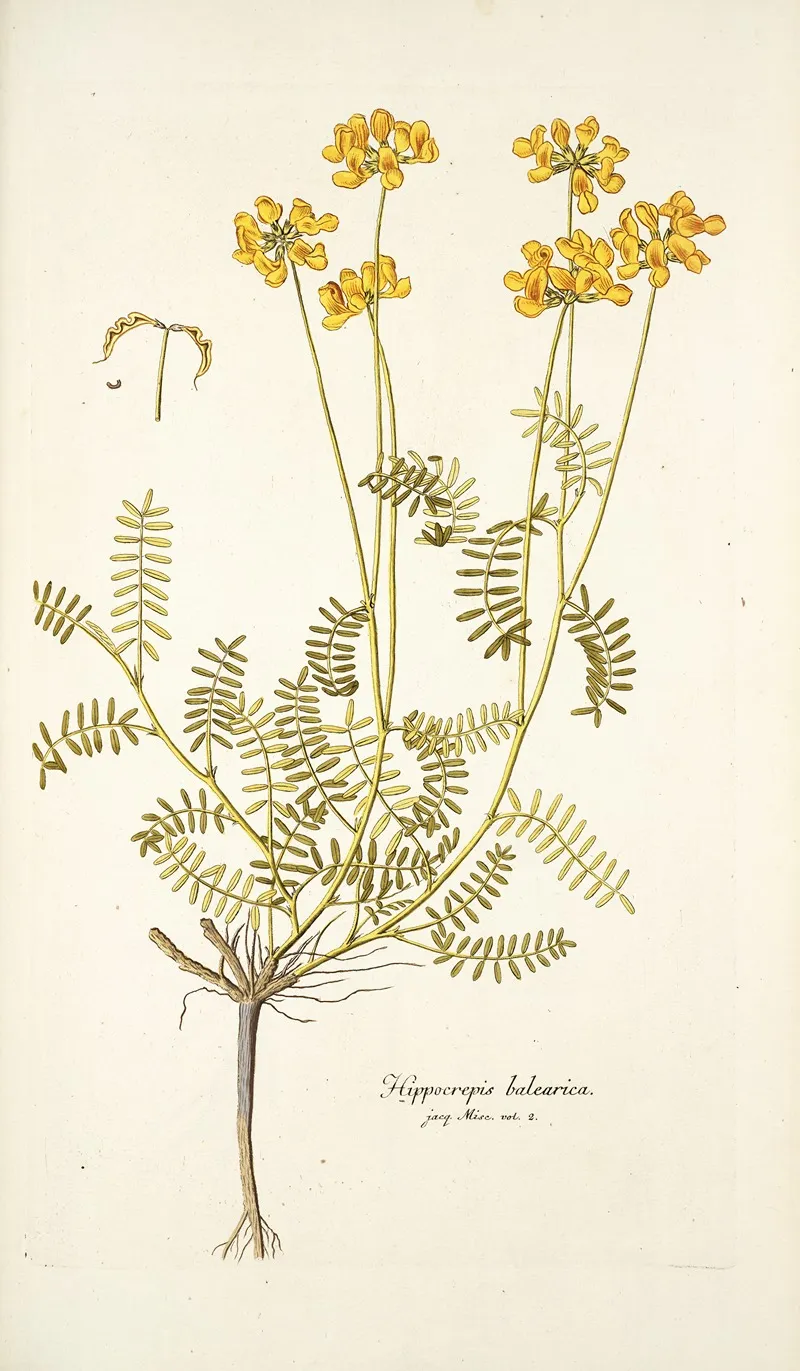 Hippocrepis Balearica Wall Art by Nikolaus Joseph Freiherr von Jacquin - High-Resolution Digital Print