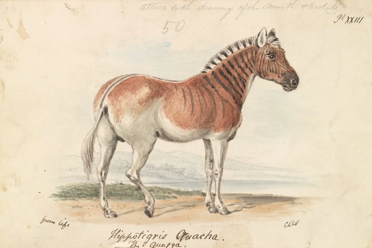 Hippotigris Quacha